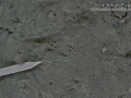 Peromyscus Tracks