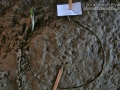 Red Fox Tracks