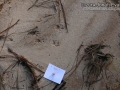 Squirrel Tracks