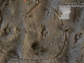 Squirrel Tracks
