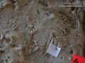 Swamp Rabbit Tracks