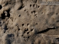 Woodrat Tracks