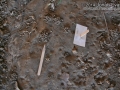 Worm Castings