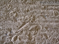 Bobcat Left Front