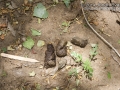 Bobcat Scat