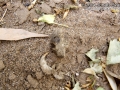Botta's Pocket Gopher Skull