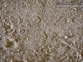 California Quail Tracks