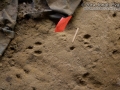 Cottontail Tracks