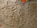 Cottontail Tracks