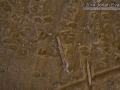 Cottontail Tracks