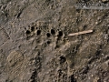 Dog Front Right Track