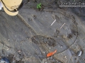 Gray Fox and Raccoon Tracks