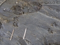 Gray Fox and Raccoon Tracks