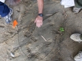 Gray Fox and Raccoon Tracks