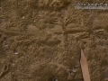 Lizard Tracks