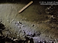 Long-tailed Weasel & Rat Tracks