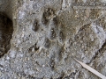 Mountain Lion Female