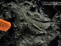 Opossum and Raccoon Track