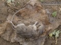 Dead Pocket Mouse