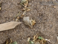 Pocket Mouse Sign