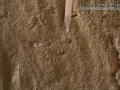 Pocket Mouse Tracks