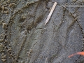 Quail Tracks