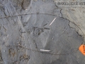 Turkey Tracks Female