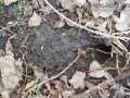 Vole Latrine