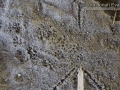 Woodrat Tracks