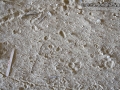 Woodrat Tracks