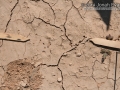 Frog Tracks
