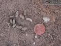 Spotted Ground Squirrel Scat