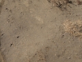 Four Deer in Walked Through the Circle