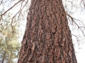 Acorn Woodpecker Tree