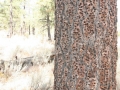 Acorn Woodpecker Tree