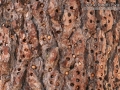 Acorn Woodpecker Tree