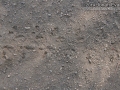 Beetle Tracks