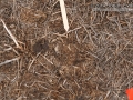 Deer Tracks