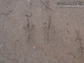 Flicker Tracks