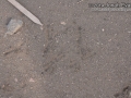 Flicker Tracks