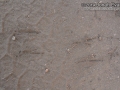 Flicker Tracks