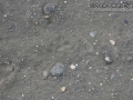 Gray Fox Tracks