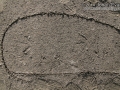 Great Blue Heron Tracks