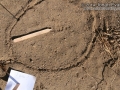 Kangaroo Rat Tracks