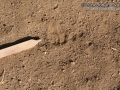 Kangaroo Rat Tracks