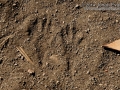 Kangaroo Rat Tracks