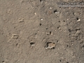 Mule Deer Pronk