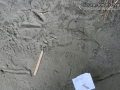 Opossum Tracks