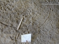 Opossum Tracks