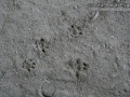 Peromyscus Tracks